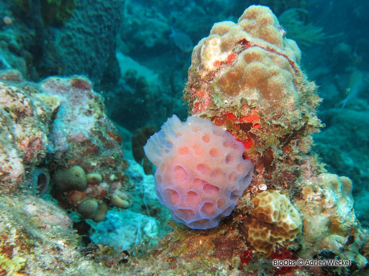 Eponge-vase fluo - Callyspongia (Cladochalina) plicifera - Adrien Weckel - BioObs
