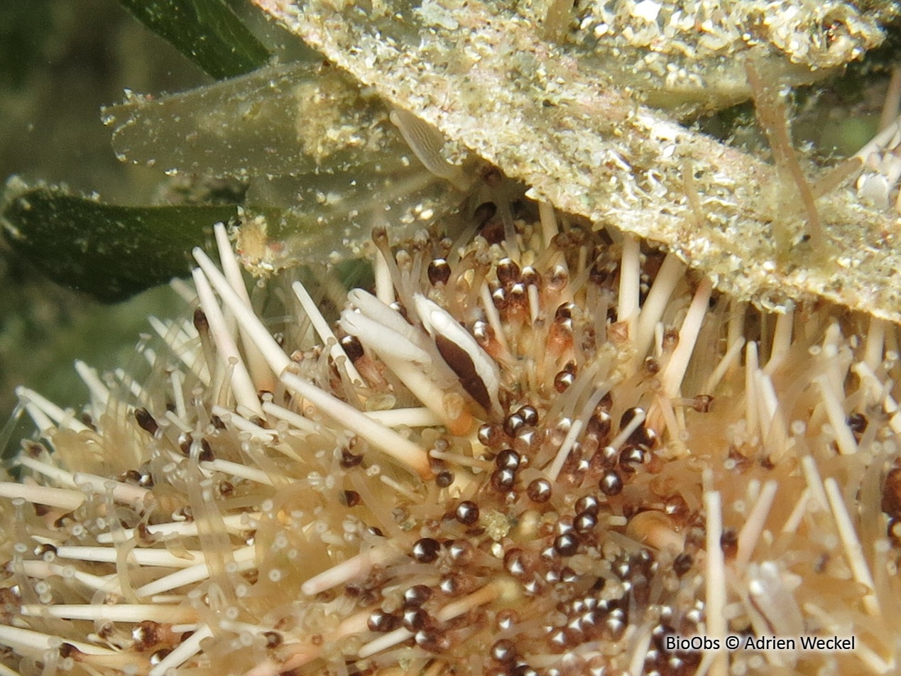 Crevette naine d'oursin - Gnathophylloides mineri - Adrien Weckel - BioObs