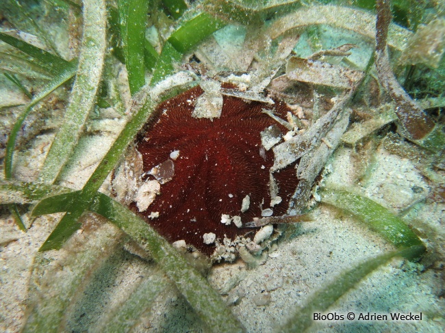 Spatangue rouge - Meoma ventricosa - Adrien Weckel - BioObs