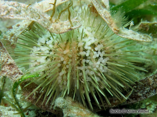 Oursin multicolore - Lytechinus variegatus - Adrien Weckel - BioObs