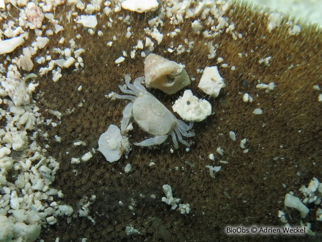 Crabe-pois des spatangues - Dissodactylus primitivus - Adrien Weckel - BioObs