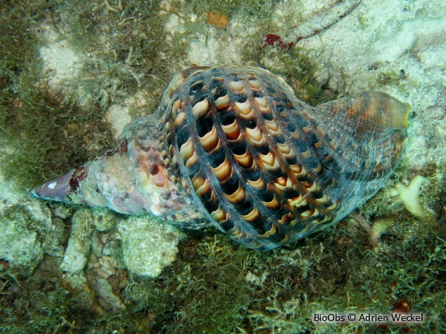 Triton dentelé - Charonia variegata - Adrien Weckel - BioObs