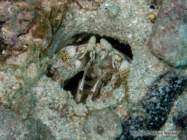 Squille-mante striée des Caraïbes - Lysiosquillina glabriuscula - Adrien Weckel - BioObs