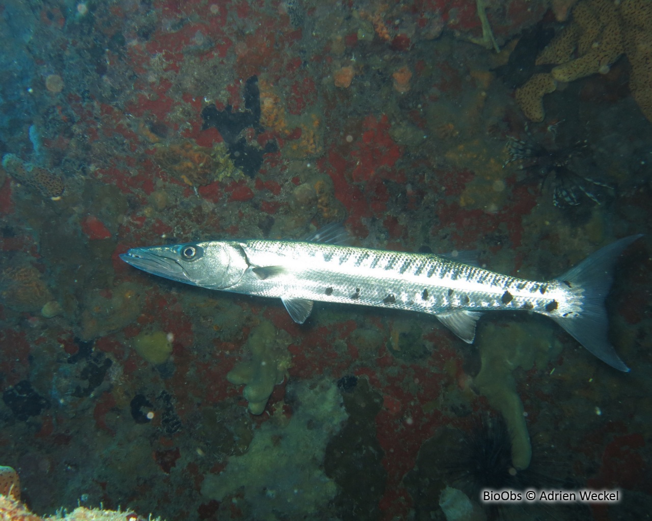 Grand barracuda - Sphyraena barracuda - Adrien Weckel - BioObs
