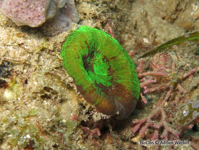 Corail solitaire de Wells - Scolymia wellsii - Adrien Weckel - BioObs