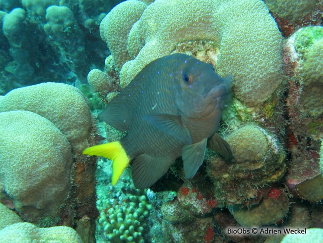 Chaffet queue jaune - Microspathodon chrysurus - Adrien Weckel - BioObs