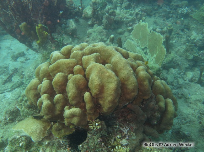 Corail étoilé massif - Orbicella annularis - Adrien Weckel - BioObs