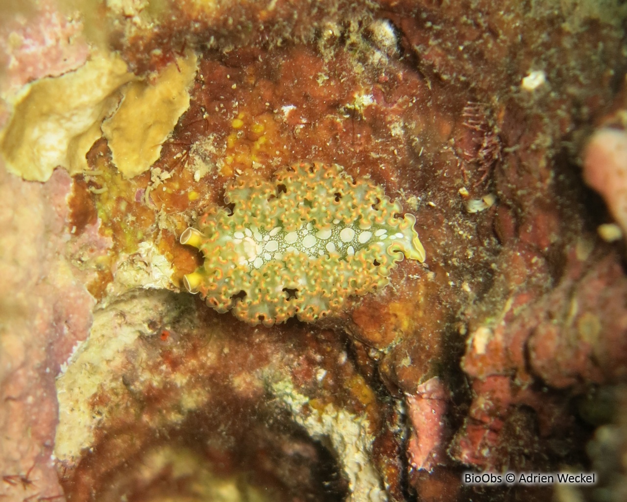 Limace de mer frisée - Elysia crispata - Adrien Weckel - BioObs