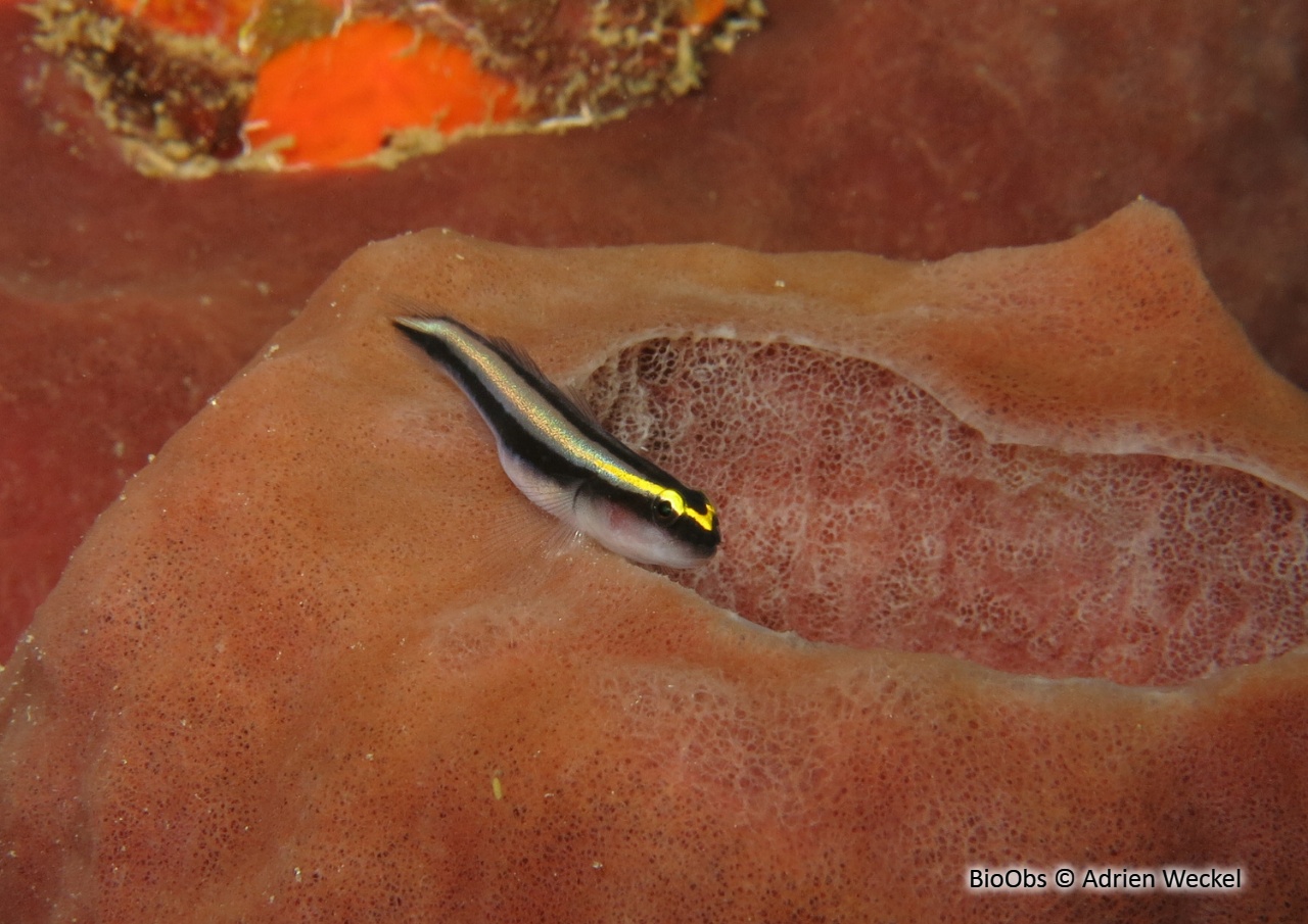 Gobie à nez de requin - Elacatinus evelynae - Adrien Weckel - BioObs