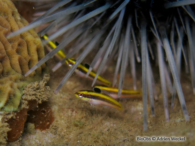 Girelle à tête bleue - Thalassoma bifasciatum - Adrien Weckel - BioObs