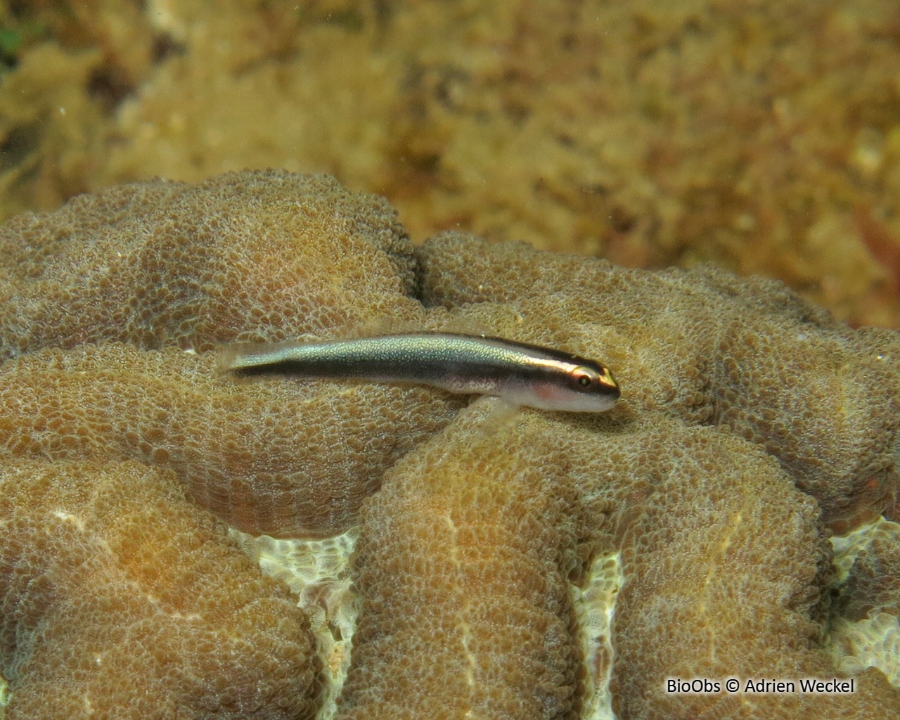Gobie à nez de requin - Elacatinus evelynae - Adrien Weckel - BioObs
