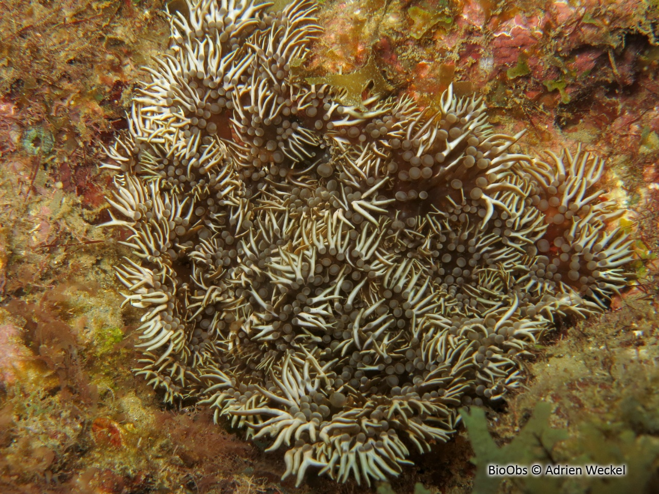 Anémone à rameaux - Lebrunia neglecta - Adrien Weckel - BioObs