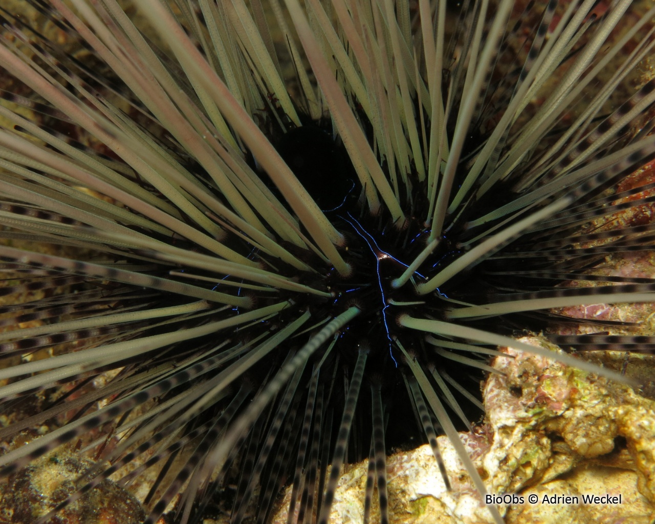 Oursin diadème des Antilles - Diadema antillarum - Adrien Weckel - BioObs