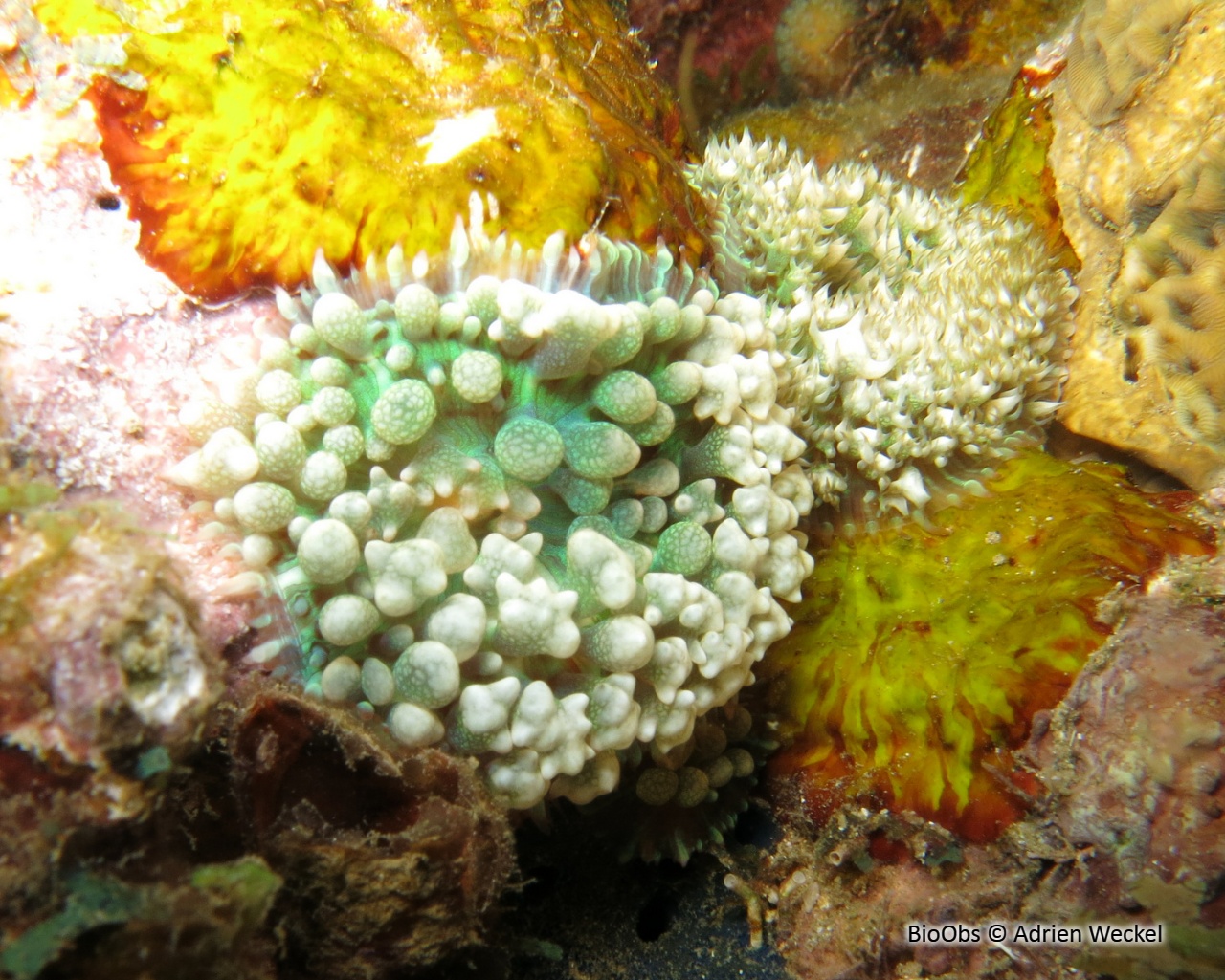 Corallimorphaire verruqueux - Rhodactis osculifera - Adrien Weckel - BioObs