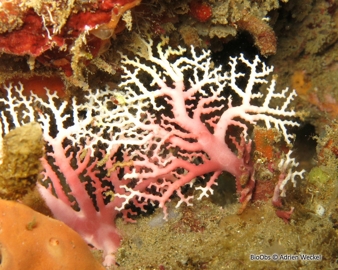 Corail dentelle rose - Stylaster roseus - Adrien Weckel - BioObs