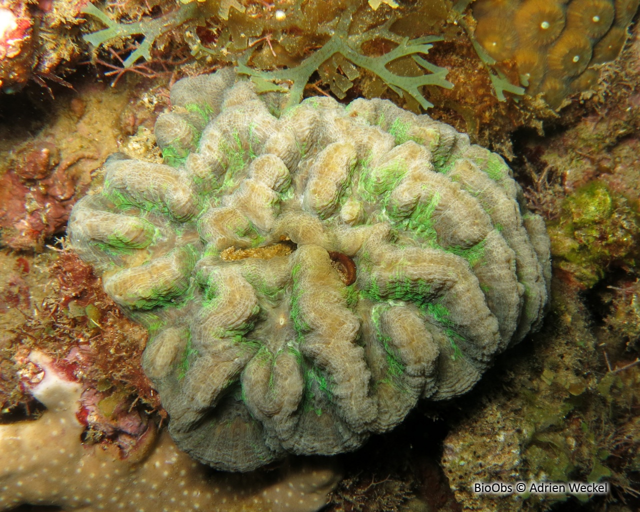 Corail cactus sinueux - Isophyllia sinuosa - Adrien Weckel - BioObs