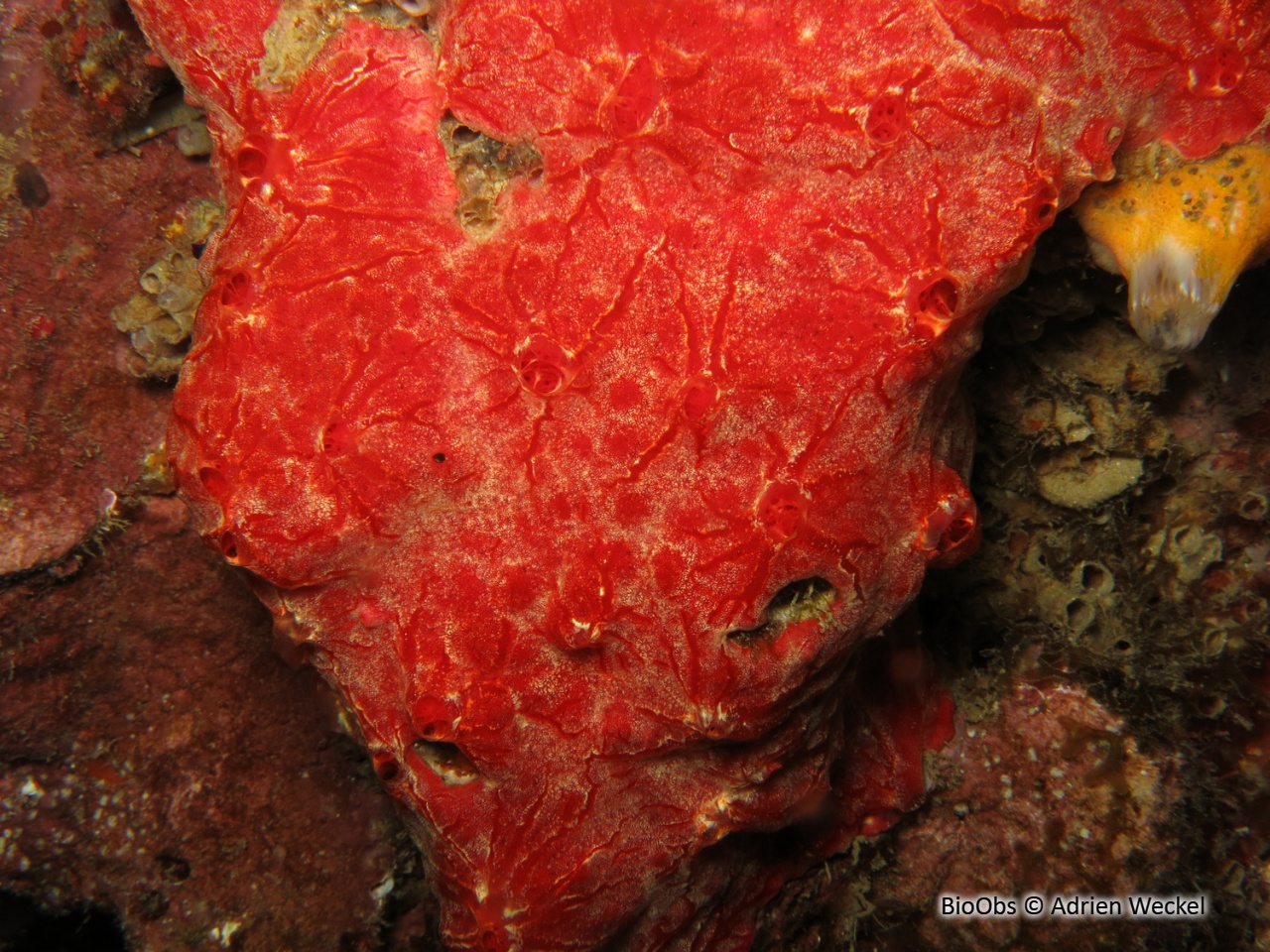 Eponge-cerveau rouge - Monanchora arbuscula - Adrien Weckel - BioObs
