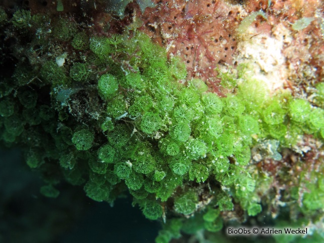 Algue petit pompon - Caulerpa verticillata - Adrien Weckel - BioObs