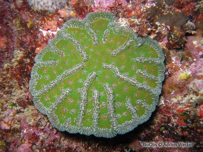 Corail-cactus à bosses - Mycetophyllia aliciae - Adrien Weckel - BioObs