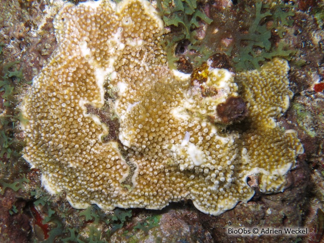 Corail corne d'élan - Acropora palmata - Adrien Weckel - BioObs