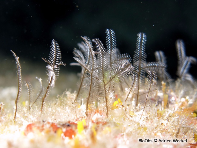 Hydraire buisson ardent - Macrorhynchia philippina - Adrien Weckel - BioObs