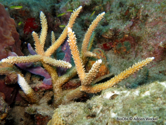 Corail corne de cerf - Acropora cervicornis - Adrien Weckel - BioObs