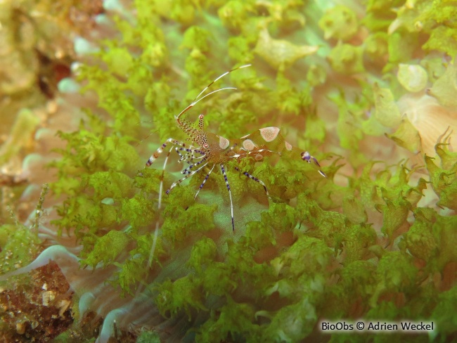 Crevette du Yucatan - Periclimenes yucatanicus - Adrien Weckel - BioObs