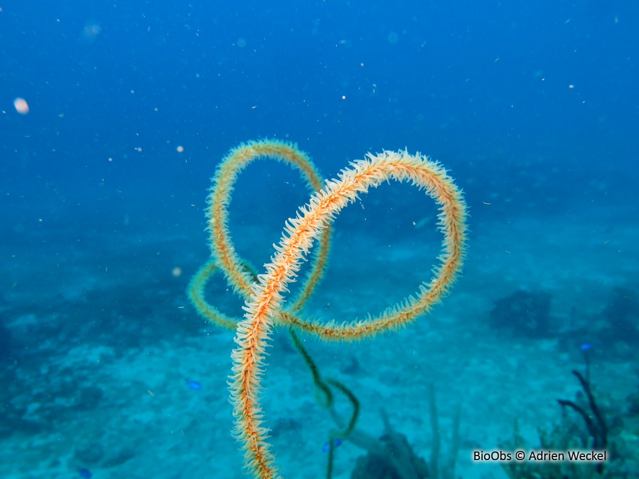 Corail fil de fer - Stichopathes luetkeni - Adrien Weckel - BioObs