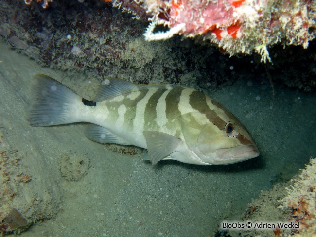 Mérou de Nassau - Epinephelus striatus - Adrien Weckel - BioObs