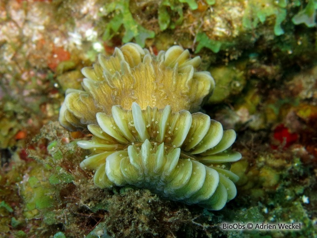 Corail-fleur doux - Eusmilia fastigiata - Adrien Weckel - BioObs