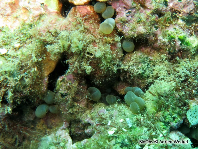Anémone secrète - Lebrunia coralligens - Adrien Weckel - BioObs