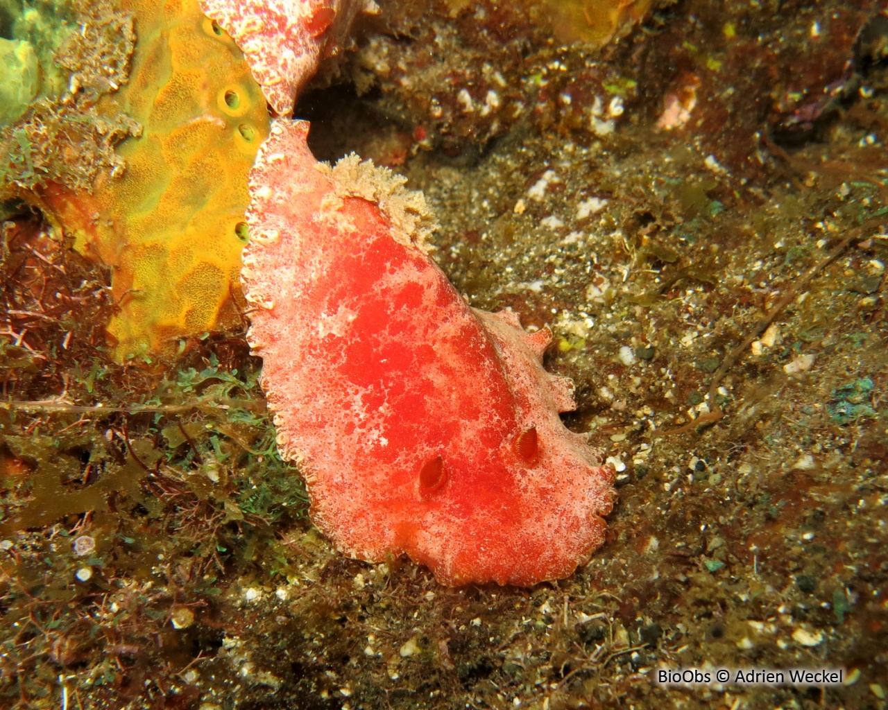 Doris rouge antillaise - Platydoris angustipes - Adrien Weckel - BioObs