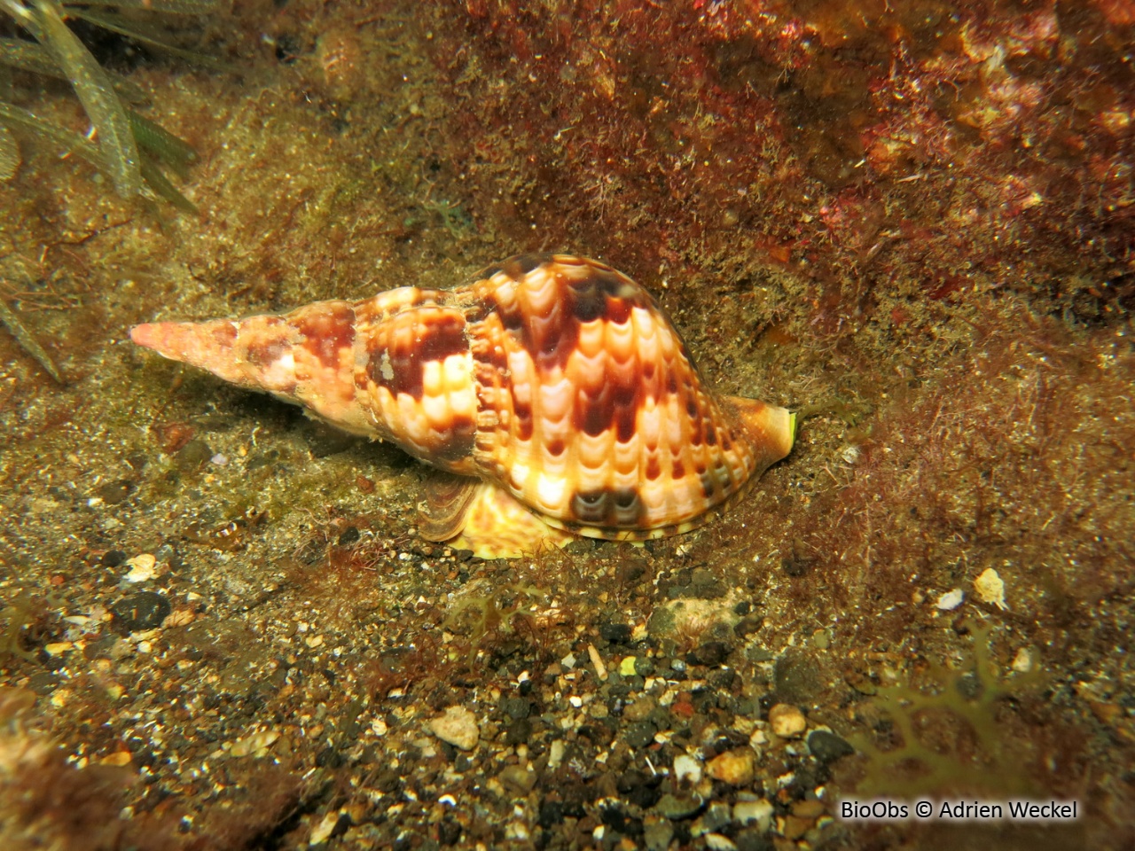 Triton dentelé - Charonia variegata - Adrien Weckel - BioObs