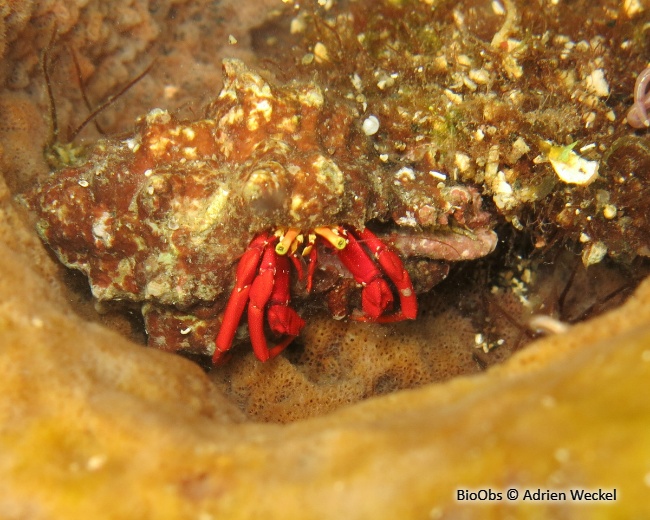 Ermite rouge de récif - Paguristes cadenati - Adrien Weckel - BioObs