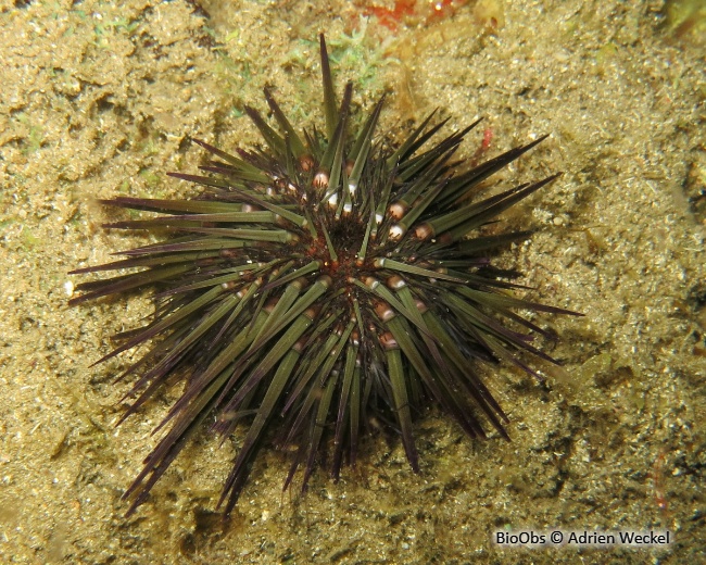 Oursin de récif - Echinometra lucunter - Adrien Weckel - BioObs