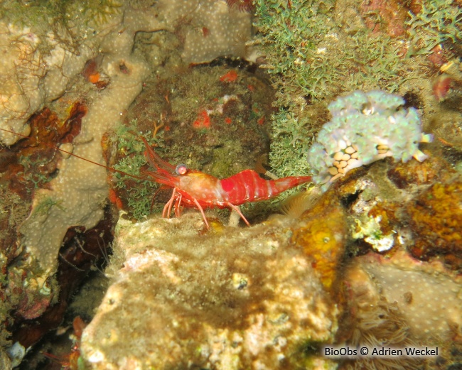 Crevette danseuse rouge Atlantique - Cinetorhynchus rigens - Adrien Weckel - BioObs