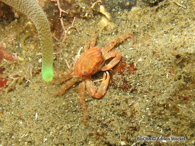 Petit crabe-araignée rouge à grandes pinces - Mithraculus forceps - Adrien Weckel - BioObs
