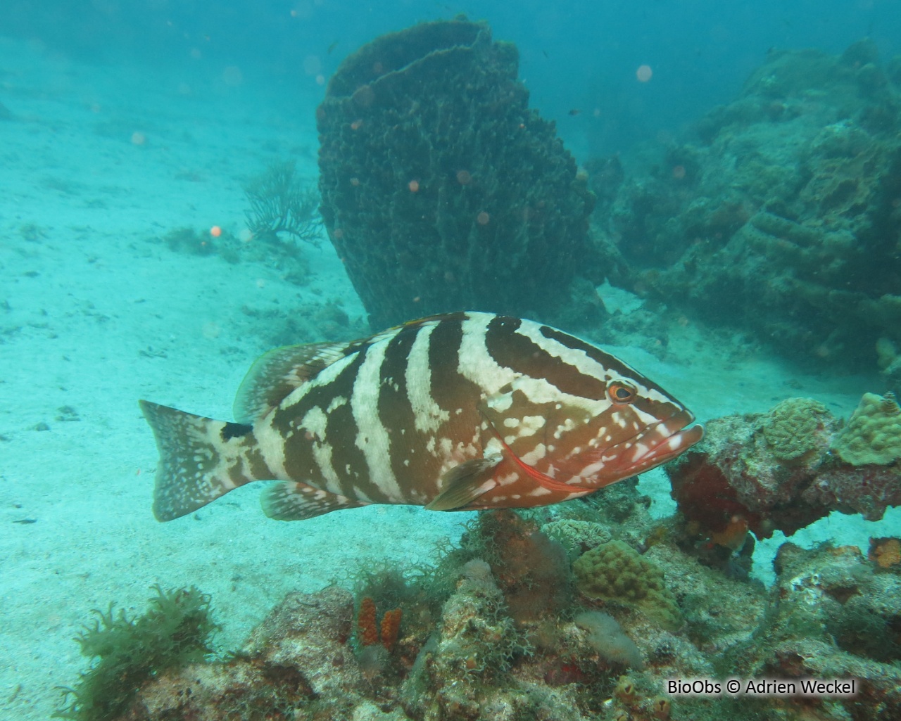 Mérou de Nassau - Epinephelus striatus - Adrien Weckel - BioObs