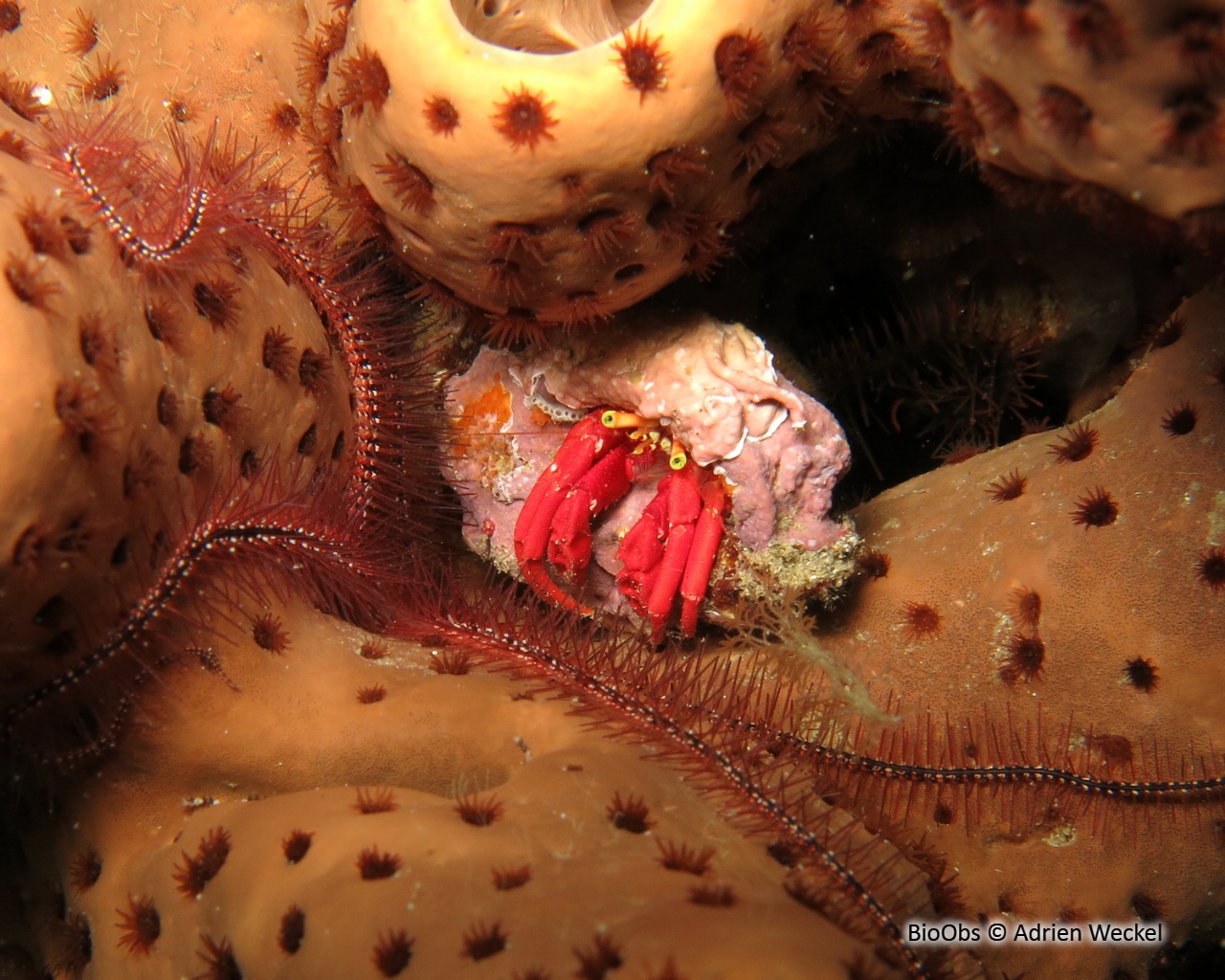 Ermite rouge de récif - Paguristes cadenati - Adrien Weckel - BioObs