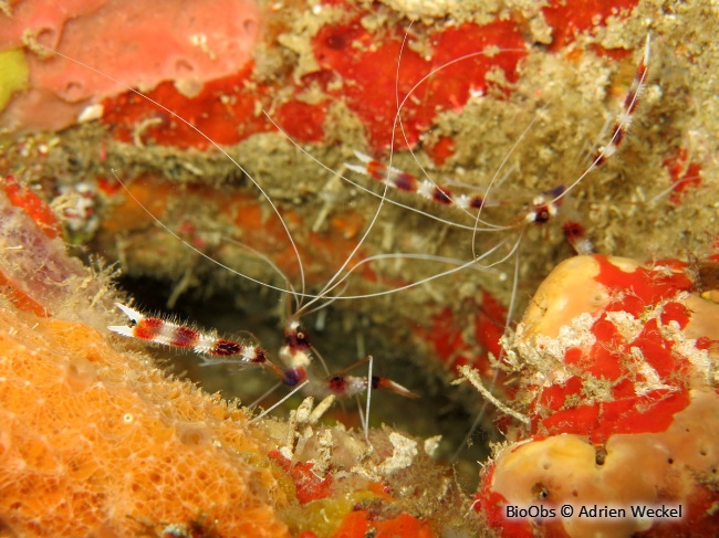 Grande crevette nettoyeuse - Stenopus hispidus - Adrien Weckel - BioObs
