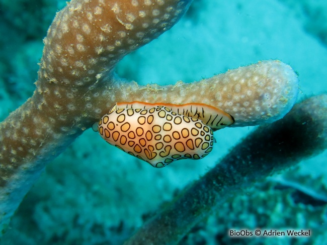 Monnaie caraïbe à ocelles - Cyphoma gibbosum - Adrien Weckel - BioObs