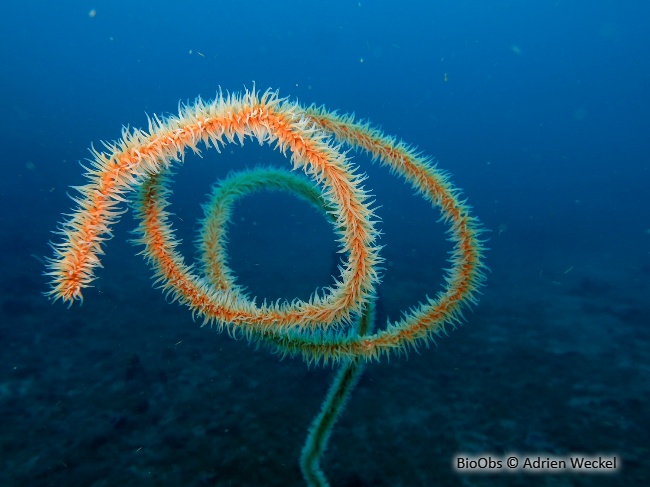 Corail fil de fer - Stichopathes luetkeni - Adrien Weckel - BioObs