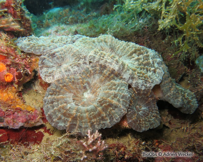 Corail-fleur épineux - Mussa angulosa - Adrien Weckel - BioObs