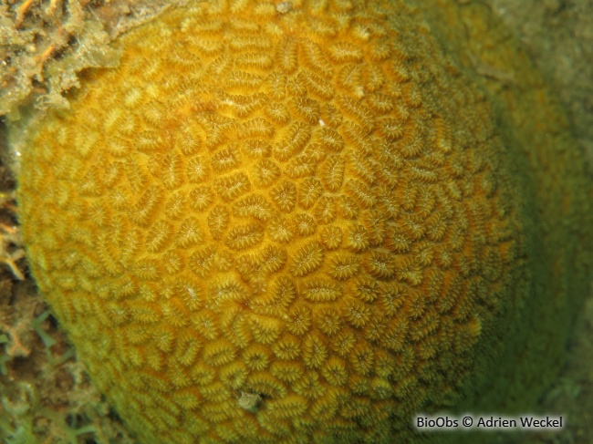 Corail à étoiles elliptiques - Dichocoenia stokesii - Adrien Weckel - BioObs