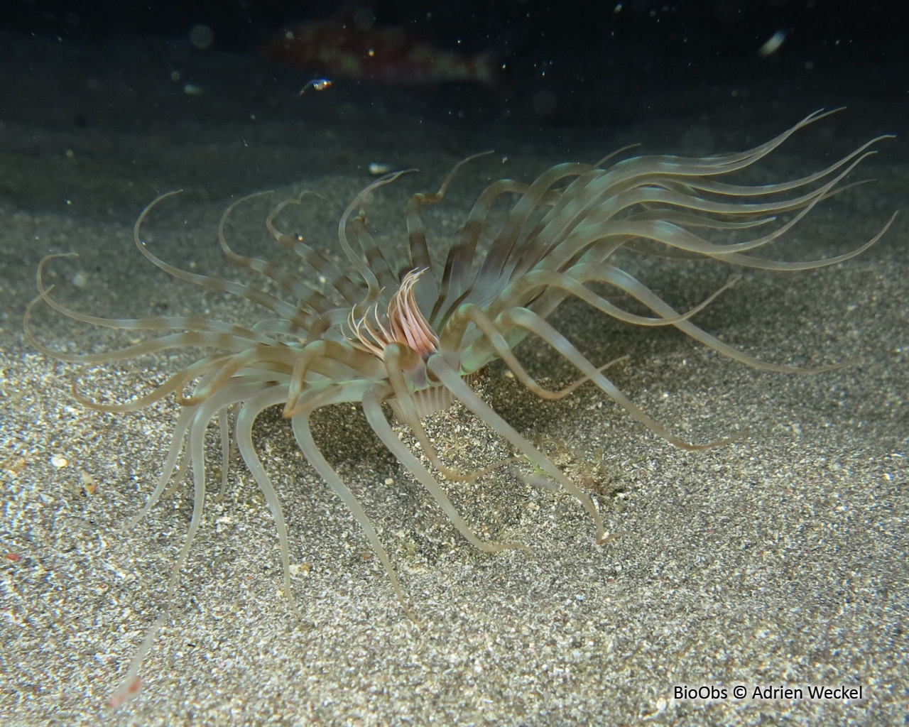 Cérianthe rayé - Isarachnanthus nocturnus - Adrien Weckel - BioObs