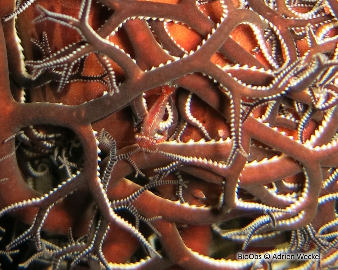 Crevette des Astrophytons - Periclimenes perryae - Adrien Weckel - BioObs
