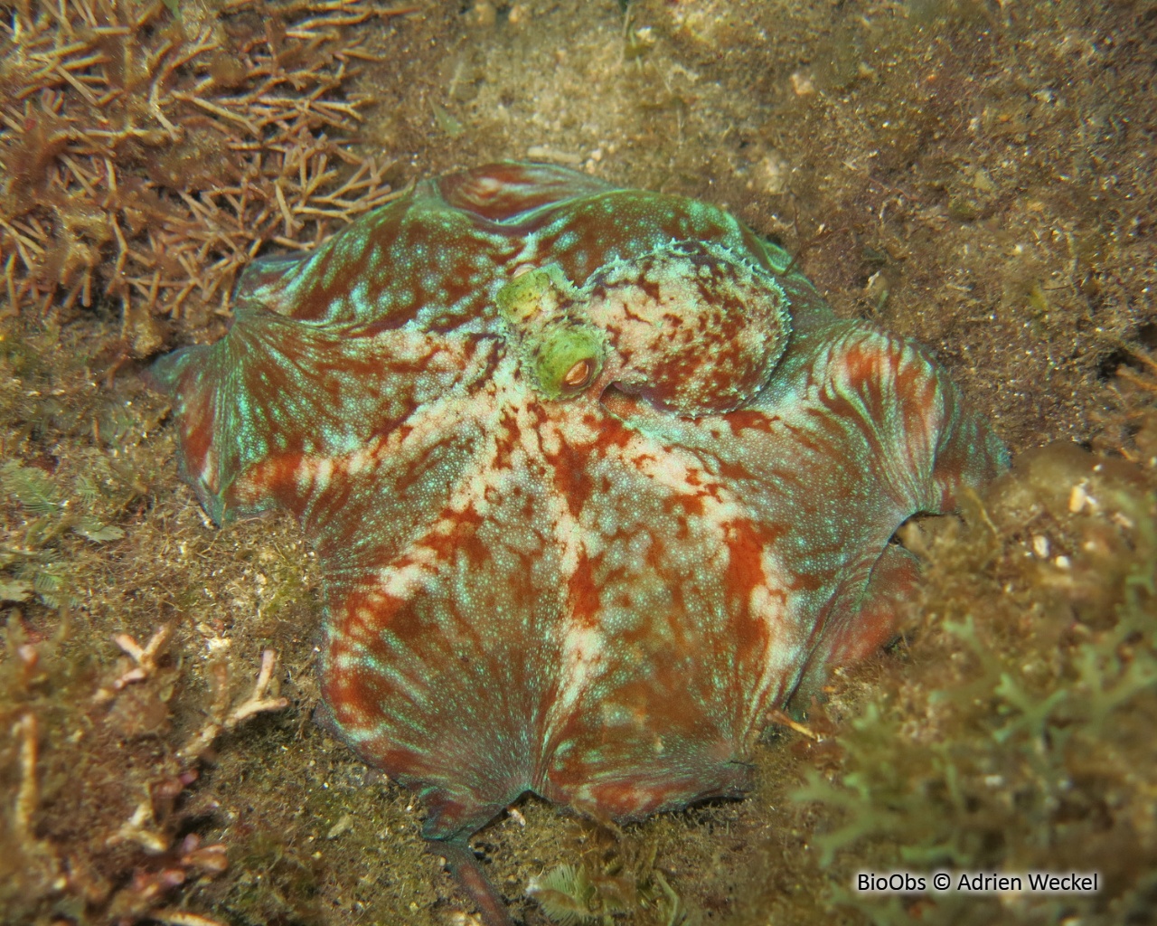 Poulpe de récif des caraïbes - Octopus briareus - Adrien Weckel - BioObs