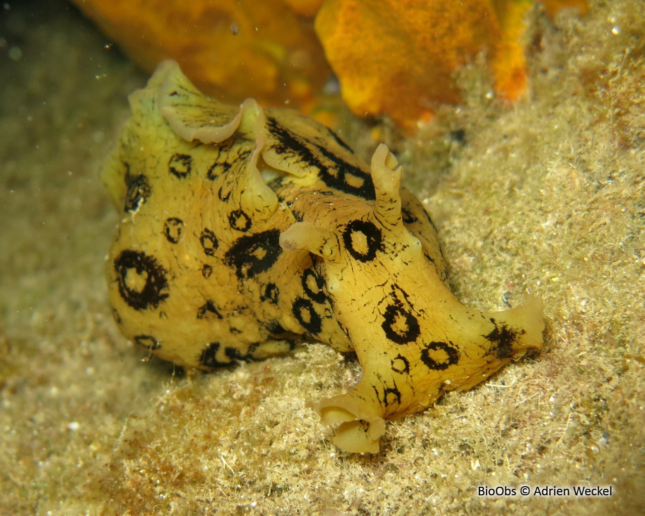 Lièvre de mer ocellé - Aplysia dactylomela - Adrien Weckel - BioObs