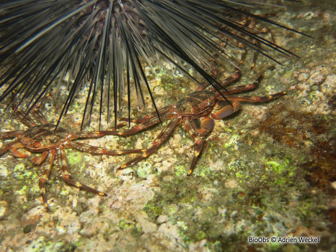 Crabe plat des oursins - Percnon gibbesi - Adrien Weckel - BioObs