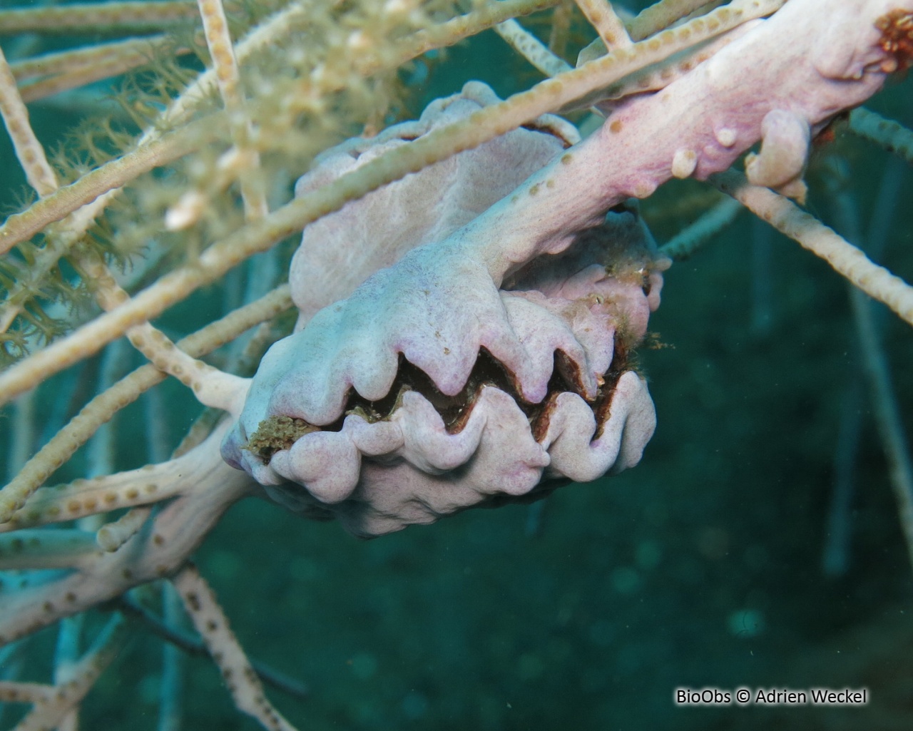 Huître en dents de scie - Dendostrea frons - Adrien Weckel - BioObs